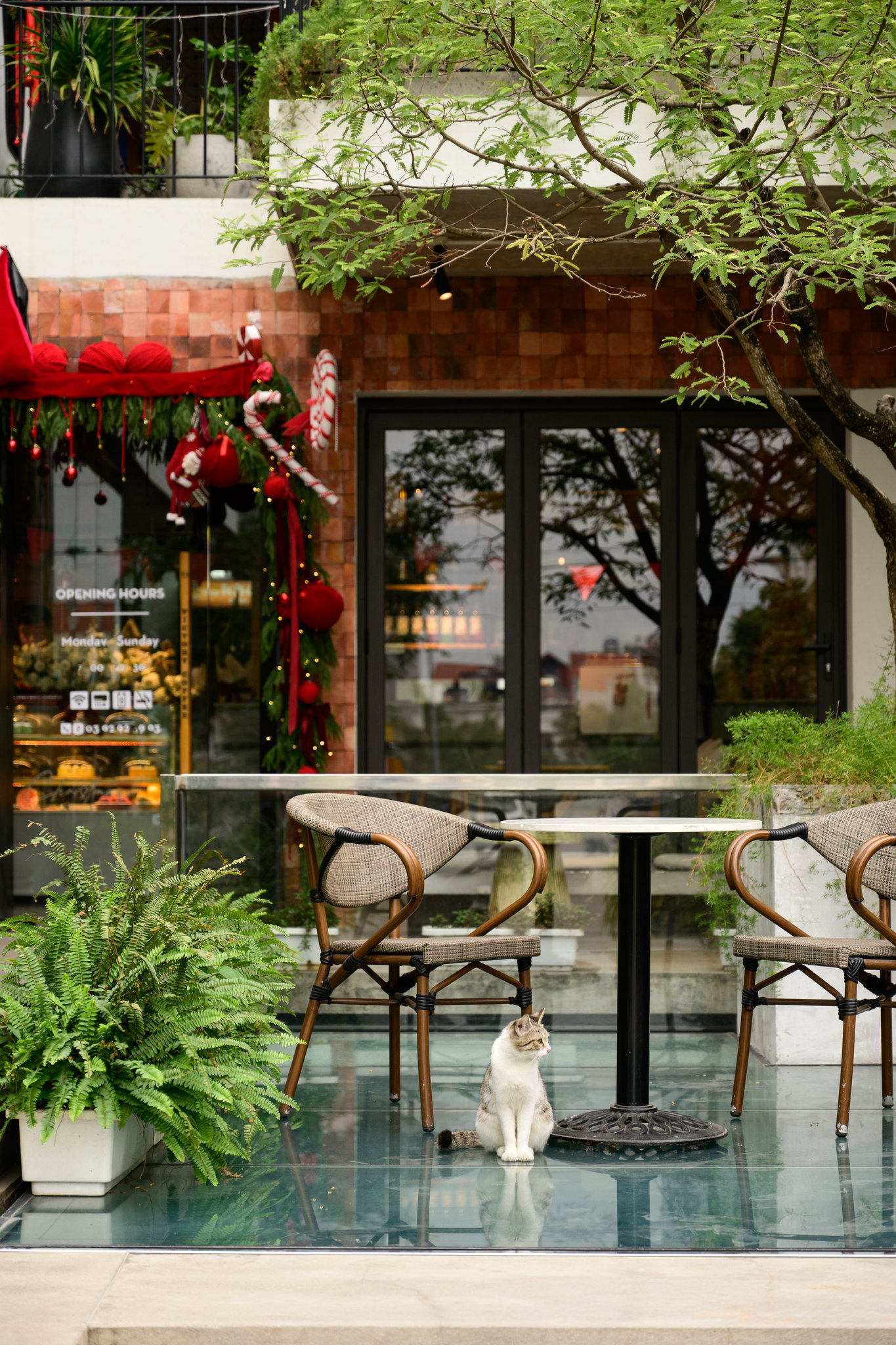 Viet Nguyen Branding visual branding